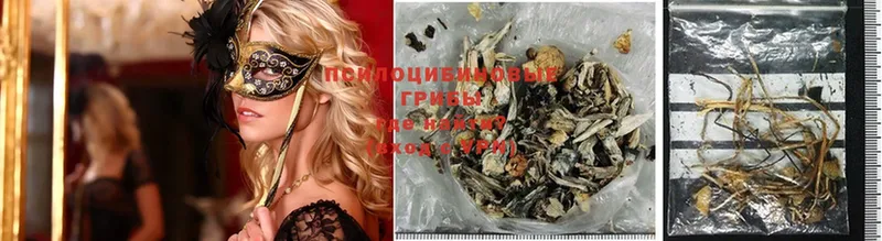 Псилоцибиновые грибы Psilocybe  blacksprut зеркало  Катайск 